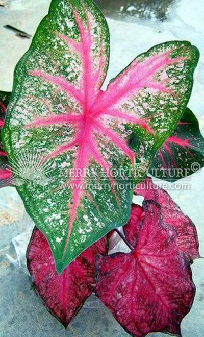 Caladium fannie monsun